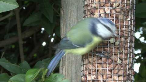Blue Tit on nut feeder - closeup 1. HD.