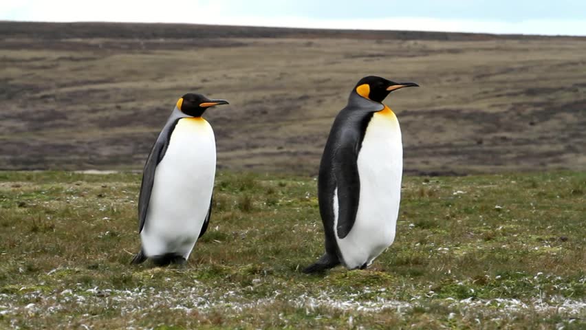 Couple of King Penguins
