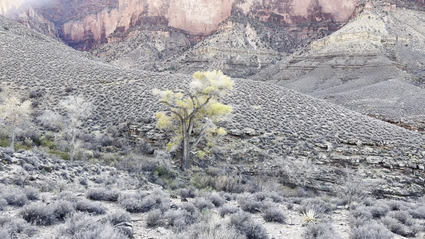 A Lone Cottonwood Tree in the the Grand Canyon National Park Arizona on the Tonto Platform Desert