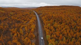 A road through autumn forest with vibrant orange trees in vestarelen, rv, aerial view - Powered by Shutterstock - Get 15% off with code: PIKWIZARD15