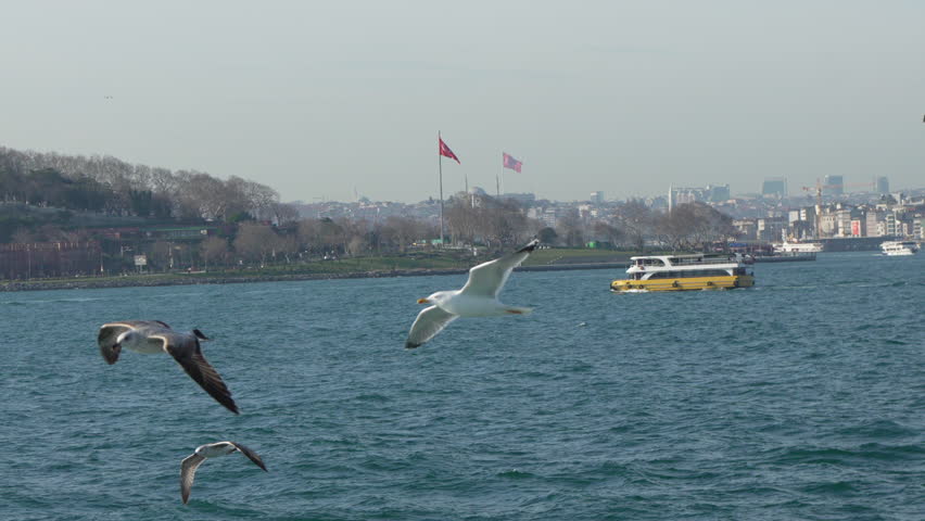 Seagulls Istanbul Bosphorus: Two seagulls flying over the Bosphorus Strait in Istanbul, Turkey.
