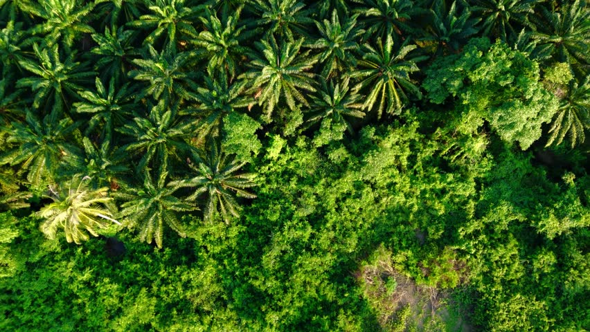 aerial drone shot over a field of palm trees, which rises up to reveal the extensive vegetation around the palm grove.