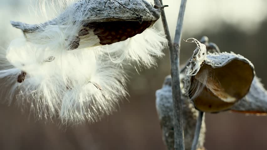 A close-up view of a dried common milkweed pod, revealing silky pappus hairs as the wind gently lifts the seeds.