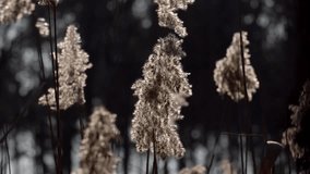 Common Reed (Phragmites australis) swaying in the wind on the shore of a pond - Powered by Shutterstock - Get 15% off with code: PIKWIZARD15