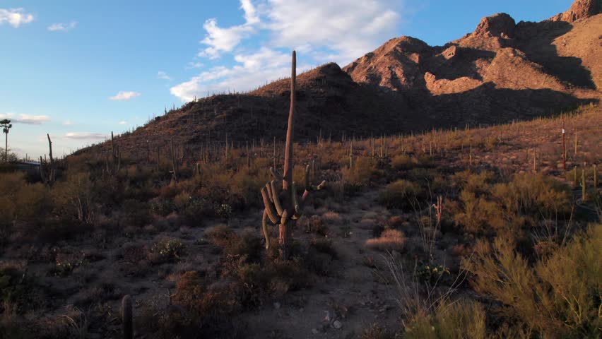 Saguaro Cactus at sunset, panoramic shot in the Arizona desert, 4K