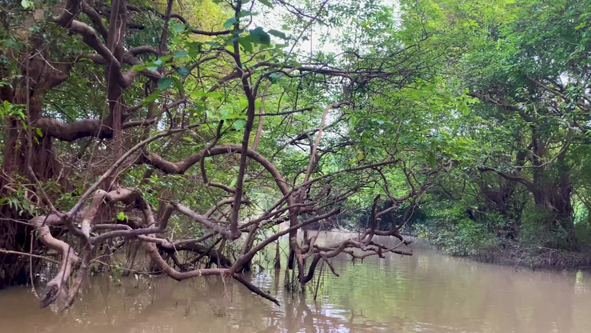 Looking across Ratargul Swamp Forest, Dalbergia reniformis trees in the wetland environment