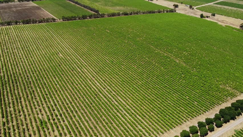 Aerial drone footage of rows of grape vines in a vineyard on a sunny day in McLaren Vale, South Australia. Perfect for projects related to wine, travel, and agriculture.