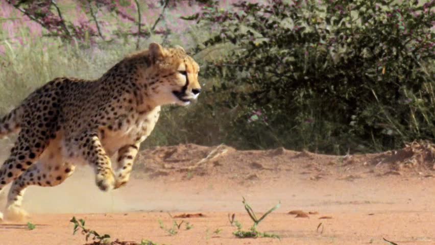 Amazing Slow Motion of Cheetah Incredible Speed Footage
