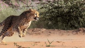 Amazing Slow Motion of Cheetah Incredible Speed Footage - Powered by Shutterstock - Get 15% off with code: PIKWIZARD15