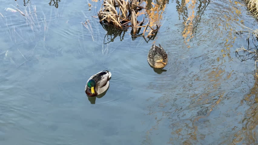 Male and female mallard ducks floating on calm water