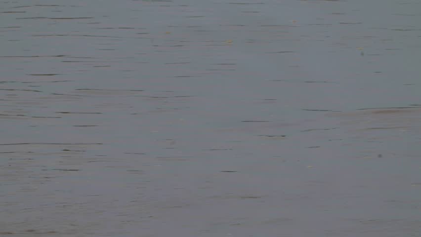 River Dolphin in the Karnali River of Nepal