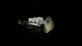 Purple Striped Jellyfish (Sea Nettle) Isolated On Black. - Powered by Shutterstock - Get 15% off with code: PIKWIZARD15