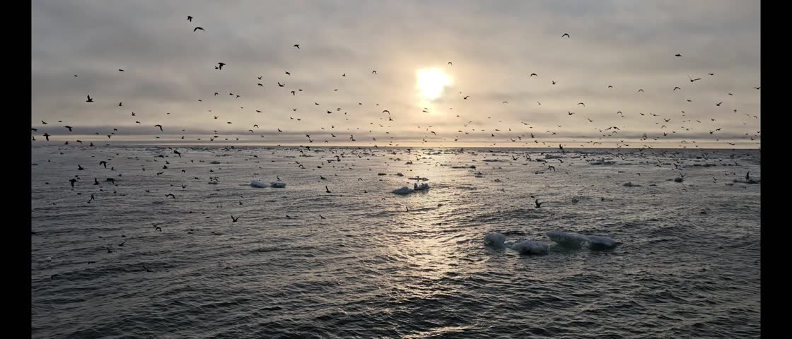 Sunset over the icy sea in the Polar Circle. Hundreds of birds soar in the sky, icebergs drift on the water.