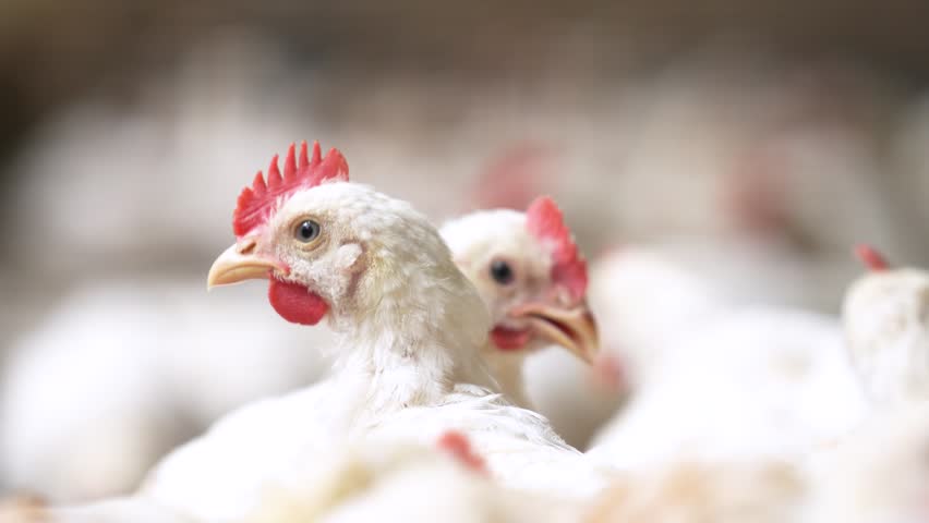 Group of healthy broiler chicken in poultry