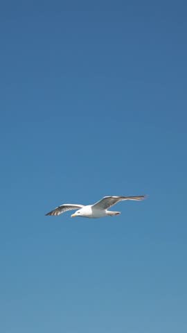 Seagull flying high and soaring with spread wings in a clear blue sky on sunny day