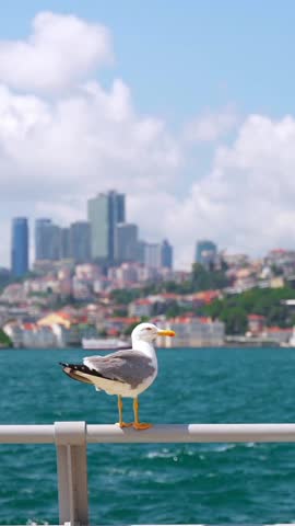 Close up of seagull sits on a fence on the Bosphorus strait embankment