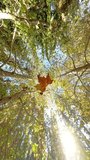 Vertical video. An autumn leaf falling slowly through a bright forest canopy, with sunlight streaming through the leaves, capturing the serenity and beauty of the season from a low angle. - Powered by Shutterstock - Get 15% off with code: PIKWIZARD15