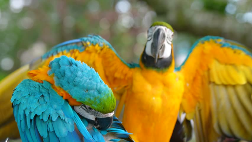 close up of blue and gold macaw parrot