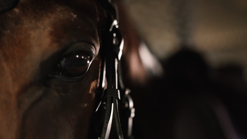 Close-up of horse eye, reflecting in stable. Detailed shot, beauty, intelligence and depth of animal gaze, emphasizing emotional connection between horses and humans.