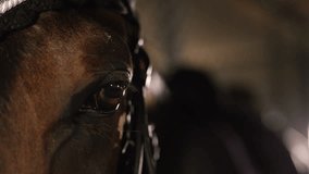 Close-up of horse eye, reflecting in stable. Detailed shot, beauty, intelligence and depth of animal gaze, emphasizing emotional connection between horses and humans. - Powered by Shutterstock - Get 15% off with code: PIKWIZARD15