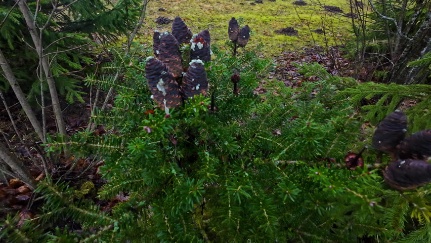 Cone-Shaped Galls on Balsam Fir Branches Seen in Latvia