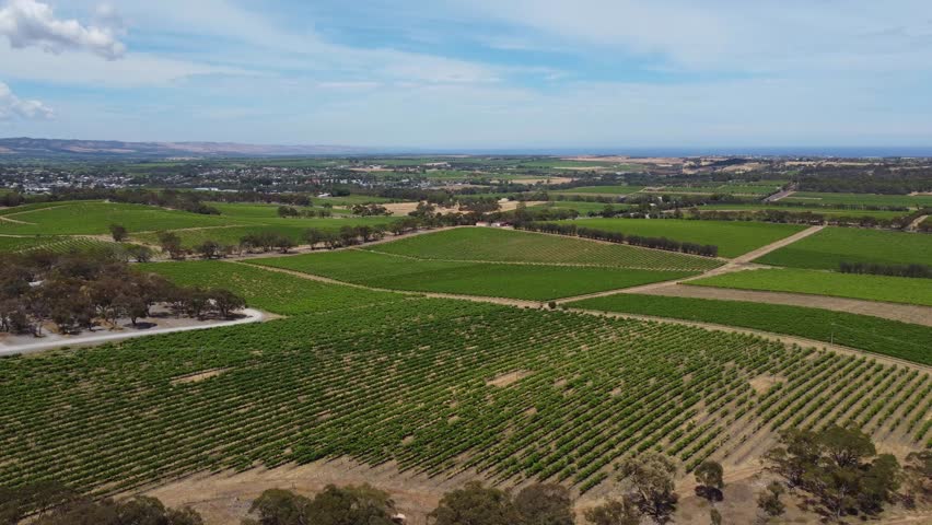 Drone footage of McLaren Vale vineyard on a sunny day with blue skies. Lush rows of vines stretch out towards the horizon. This video can enhance projects in wine, travel, lifestyle and many more.