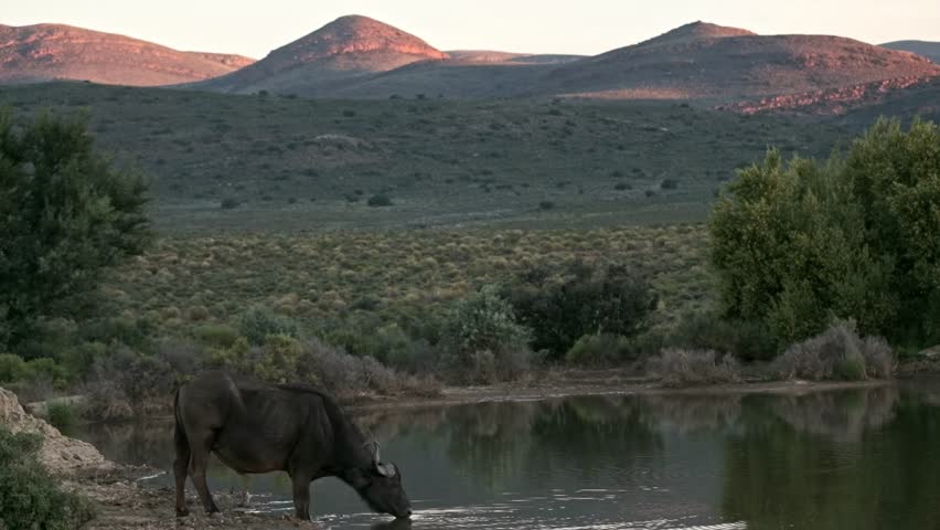 Lone buffalo drinking at a watering hole at dusk in the Klein Karoo of South Africa