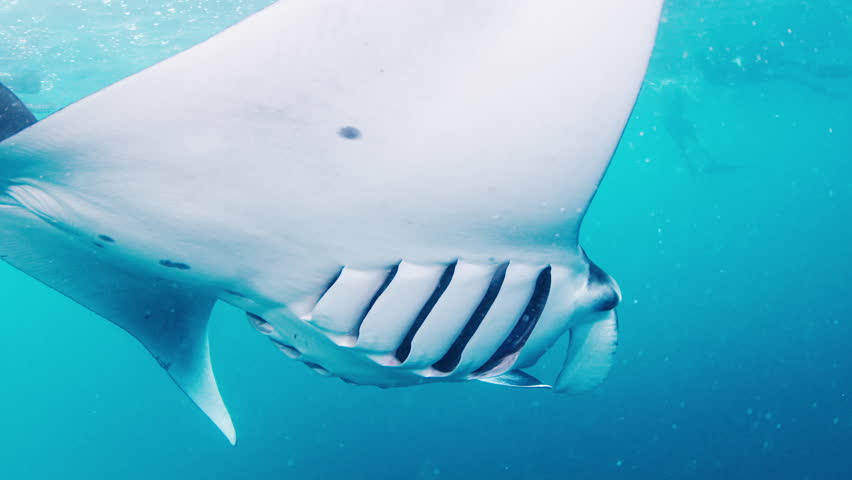 The giant oceanic manta ray, giant manta ray or oceanic manta ray, Mobula birostris swims in the ocean