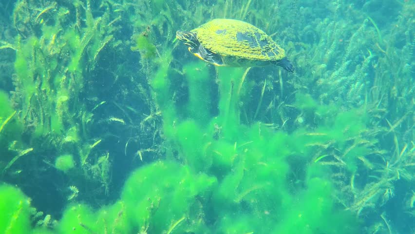 Florida Chicken Turtle swimming in clear water, closeup underwater shot