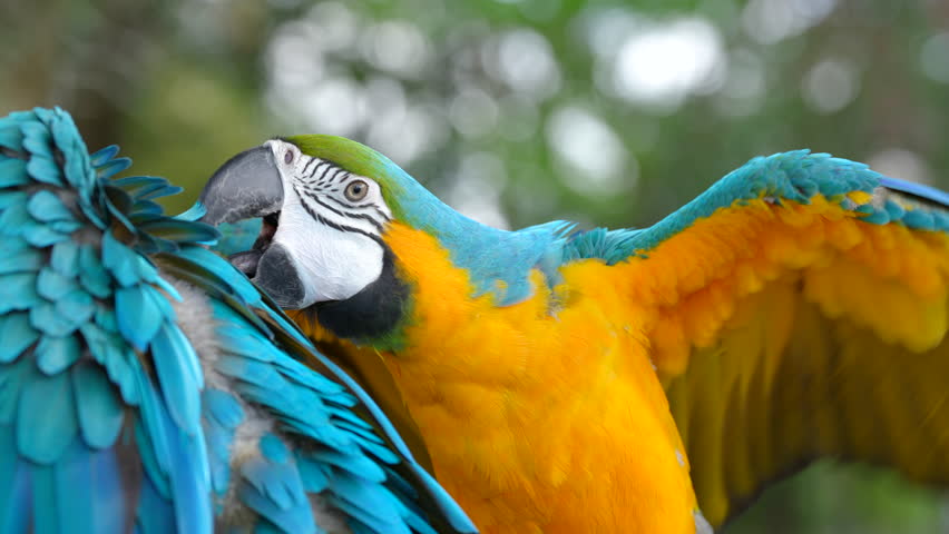 close up of blue and gold macaw parrot
