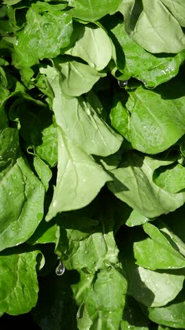 A CloseUp View of Fresh Green Spinach Leaves for Culinary Use
