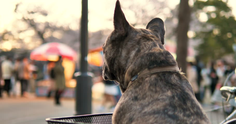 Backsideof brindle french bulldog looking at walking people at the evening,selective focus,closeup shot