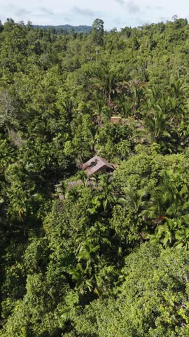 Aerial view of lush tropical forest and a serene river with a traditional hut, Siberut Island, Indonesia.