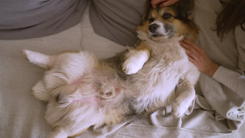 closeup portrait of cute tricolor dog Welsh Corgi breed lying on couch in living room at home with his tender female owner. woman hand gently stroking pet