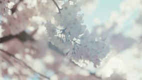 Close-Up of Delicate Cherry Blossoms in Soft Spring Light - Powered by Shutterstock - Get 15% off with code: PIKWIZARD15