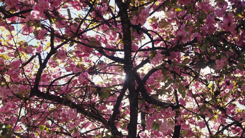 Sunlight Streaming Through Vibrant Cherry Blossom Tree