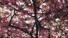Sunlight Streaming Through Vibrant Cherry Blossom Tree - Powered by Shutterstock - Get 15% off with code: PIKWIZARD15