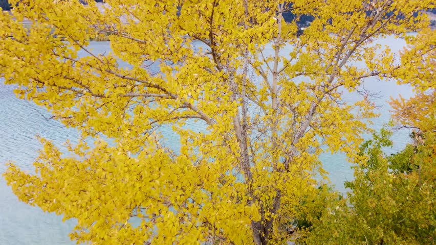Tranquil Nature Landscape in 4K, Autumn Coloured Trees on Peninsula. Beautiful Canadian Lake in Okanagan, British Columbia. Kalamalka Lake, Kaloya Park. LakeCountry, CANADA