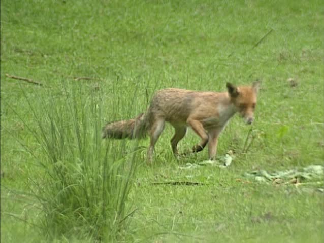 Red fox (vulpes vulpes) in field. The tail of the red fox is longer than half the body length.