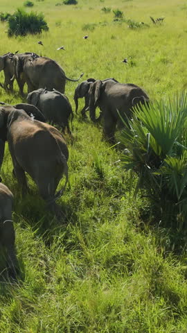 Vertical aerial view around a group of Elephants walking on savannah in Africa