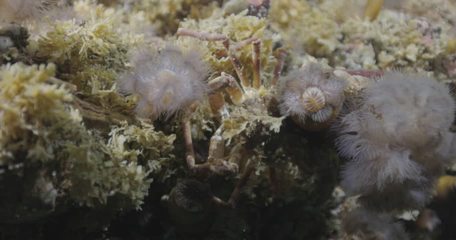 Underwater 60fps Footage of Decorator Crab Camouflaged on Seabed in Percé, Québec