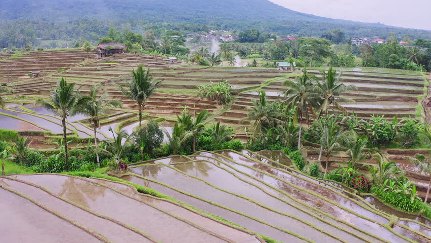 Stunning Aerial of Jatiluwih Rice Terraces Full of Water in Bali, Indonesia. 4K Drone