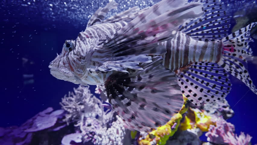 Red Lionfish or Common Lionfish hunting floats near large shoal of Hardyhead Silverside fish on sunny day in sunshine, Close up, Slow motion