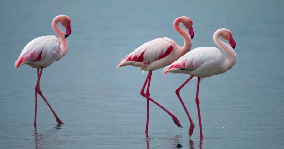 Flock of pink flamingos feeding in a salt lake surrounded by incredible nature. Wildlife scene showcasing elegant birds in their natural environment. High quality 4k footage