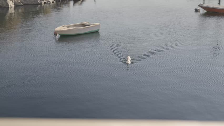 Birds swimming on Nile River