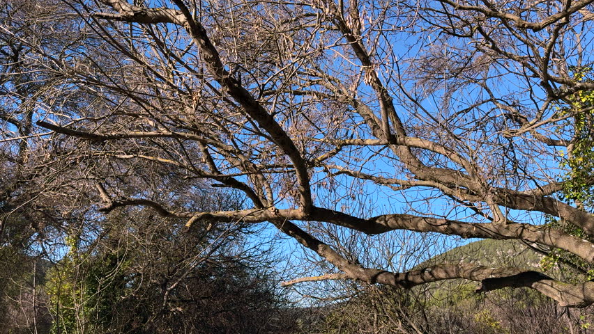 Beautiful flowing river is forming a small cascade at sunny winter day with tree without leaves in Krka National Park, Croatia