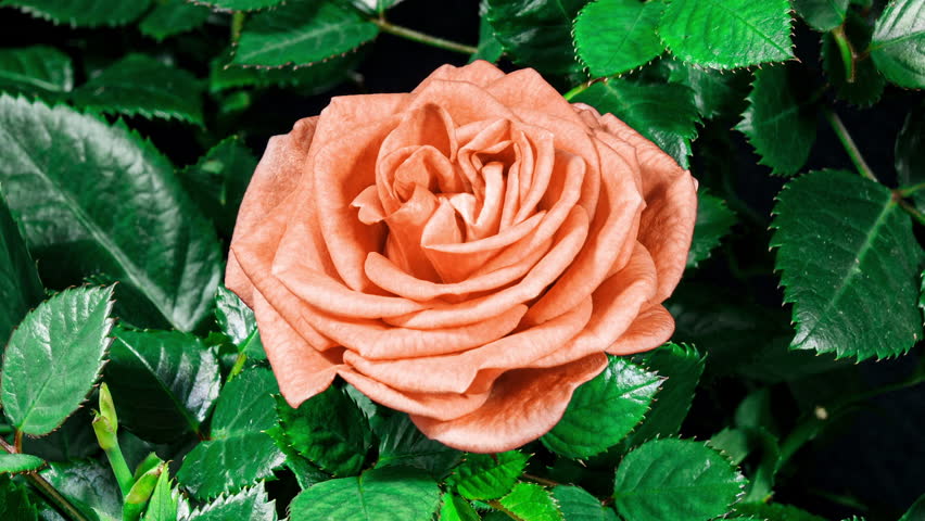 Peach Rose Plant Blooming Flower in Time Lapse on a Black Background. Single One Flower Opens Bud and Moving Petals in Timelapse
