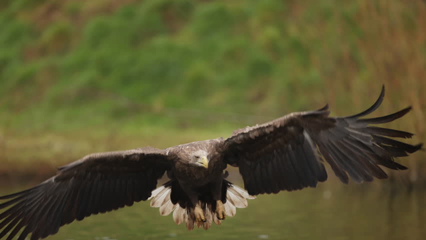 White-tailed eagle in flight grab prey out of river with talons, telephoto slomo
