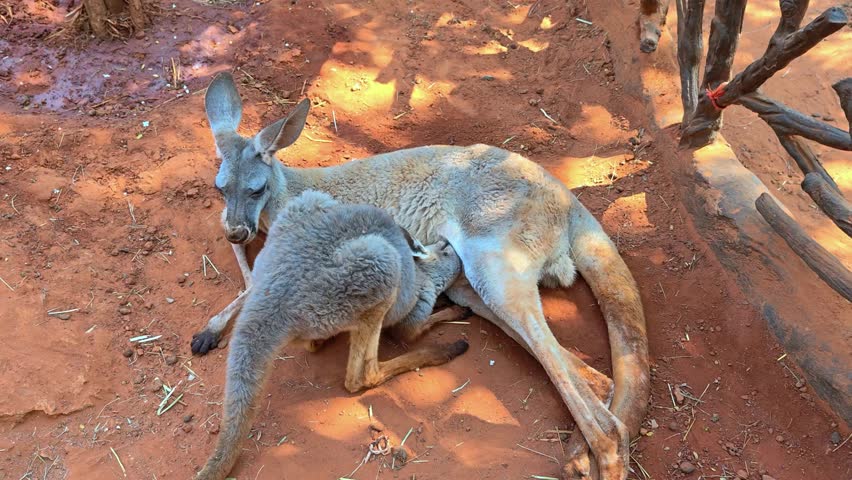 Close-up baby joey feeding on the milk from the mother