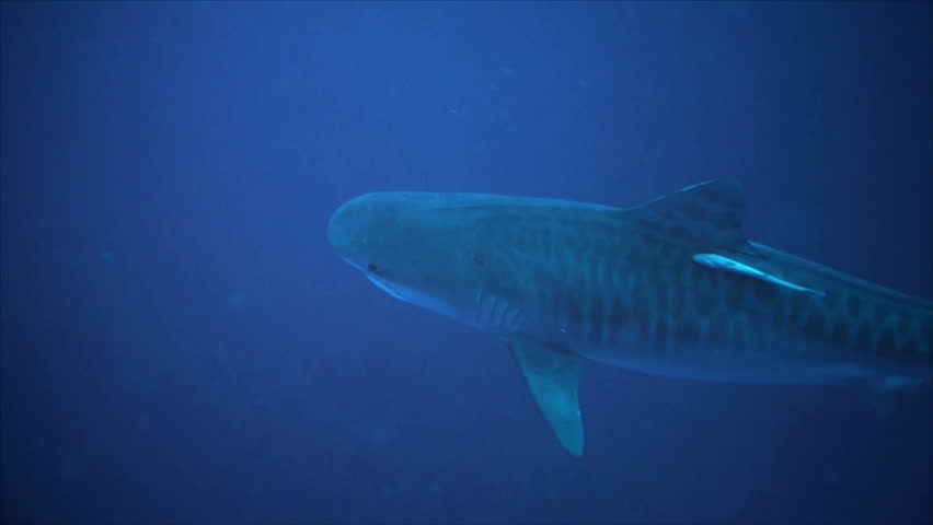 tiger shark and scuba diver